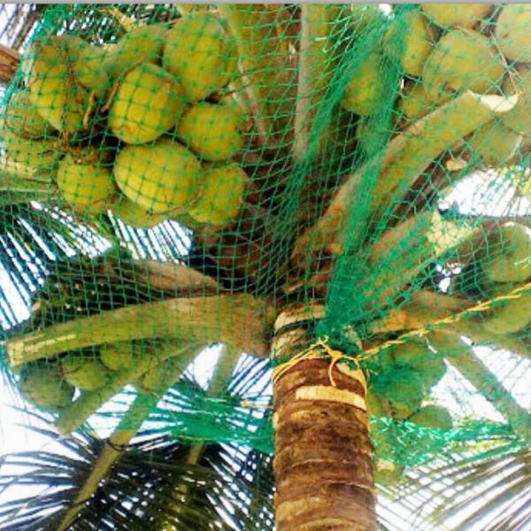 Coconut Tree Nets
