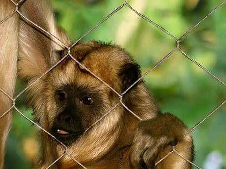 Monkey Safety Nets Hyderabad