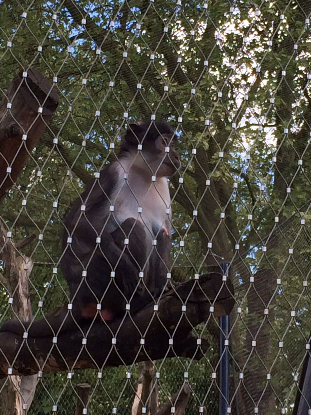 Monkey Safety Nets Hyderabad