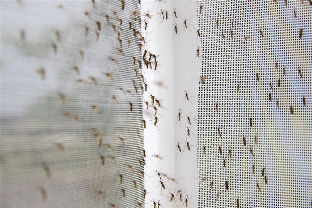 Mosquito Net Installation Hyderabad