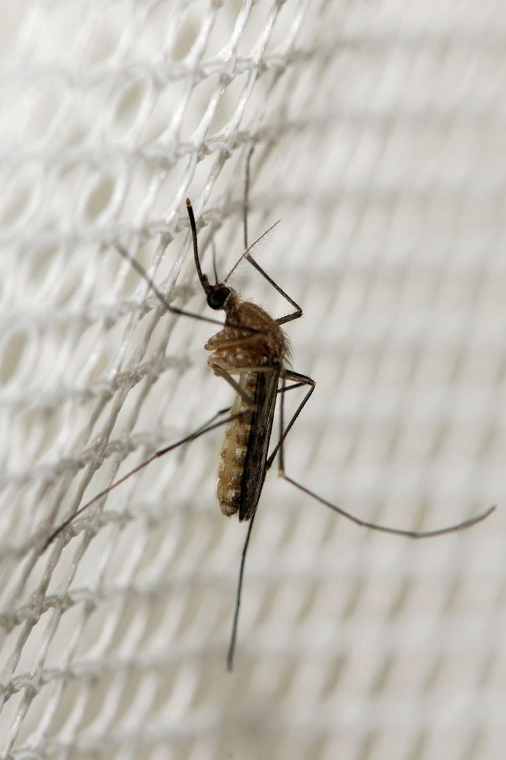 Mosquito Net Installation Hyderabad