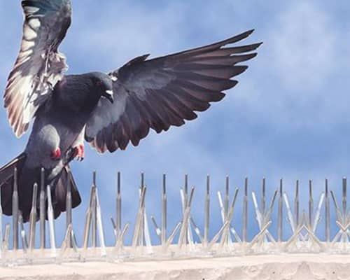 Pigeon Safety Nets in Kondapur