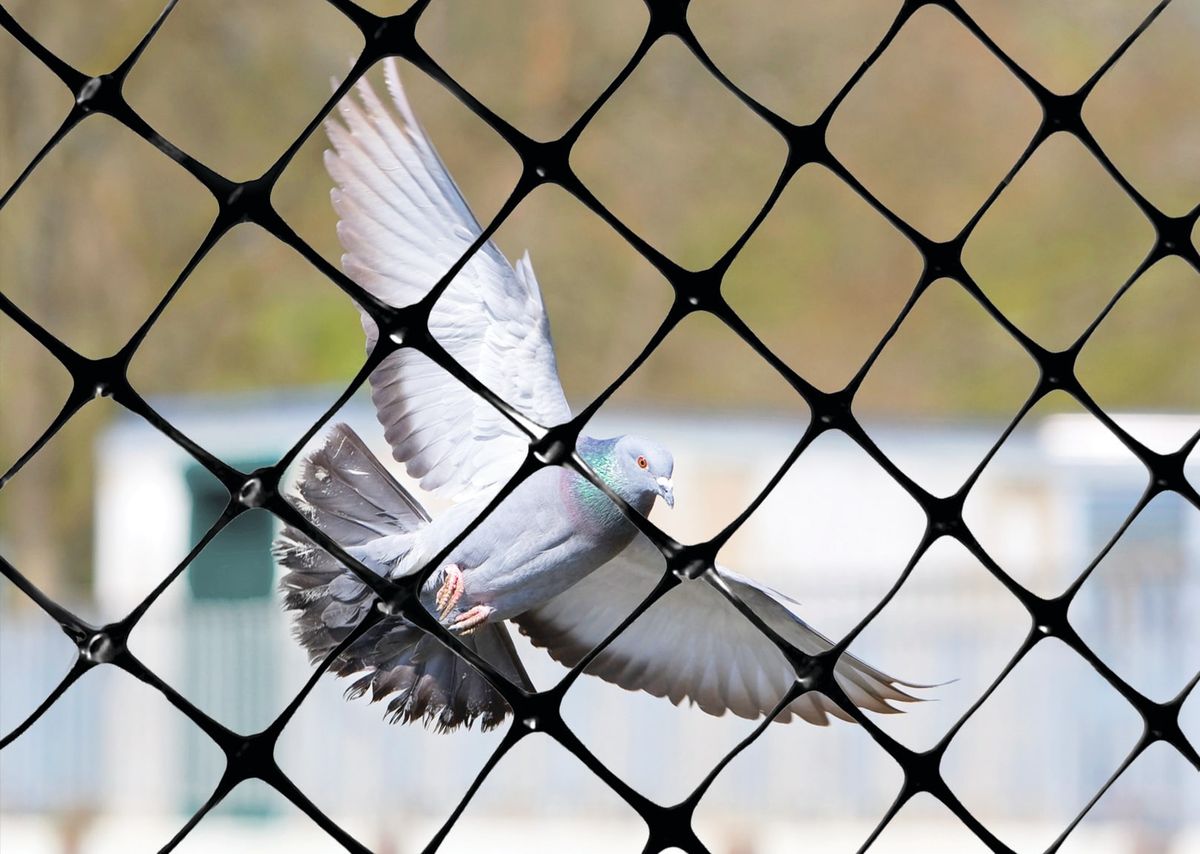 Pigeon Safety Nets in Kondapur