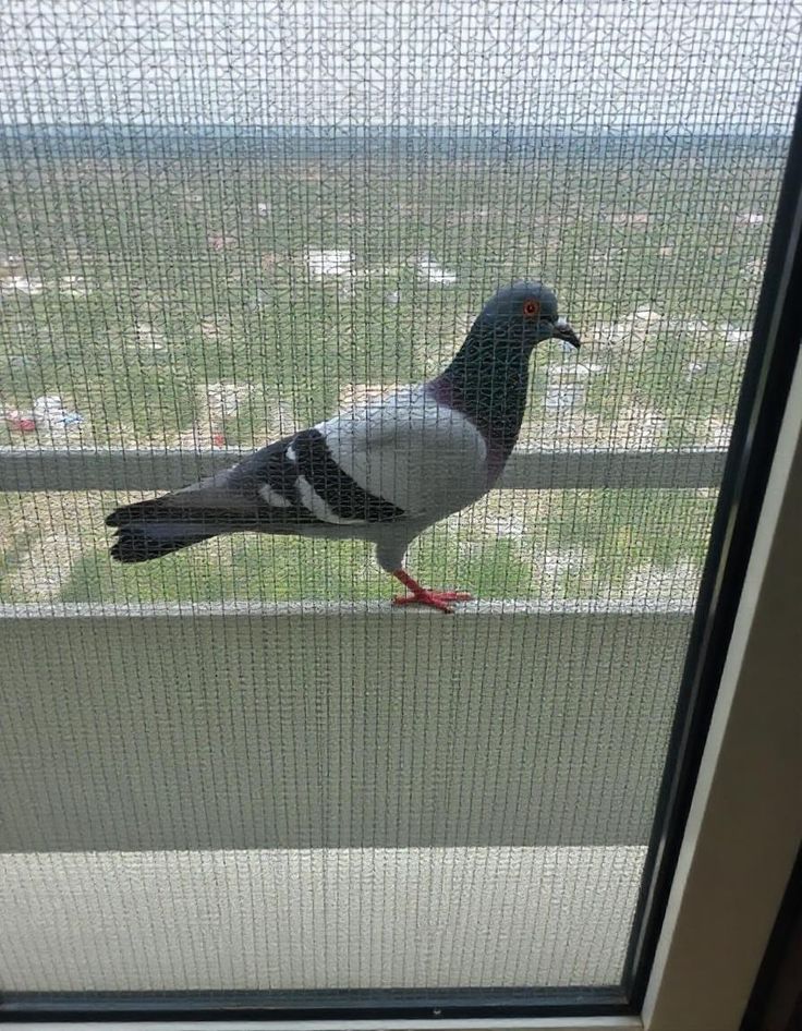 Pigeon Safety Nets in Attapur