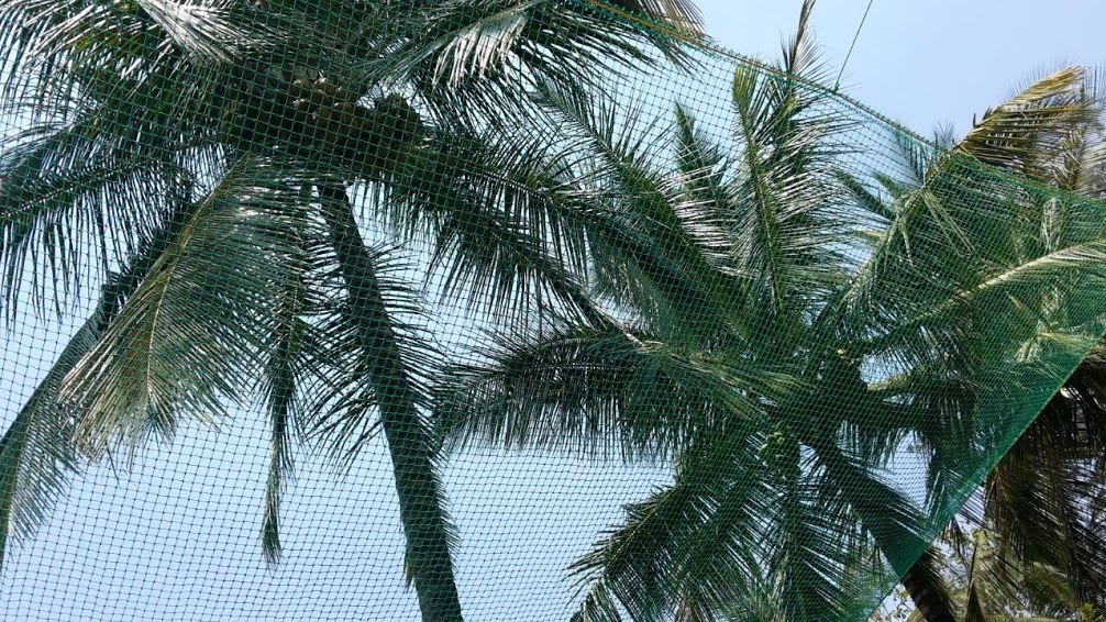 Coconut Tree Safety Nets Hyderabad